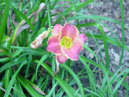 Daylily mauve